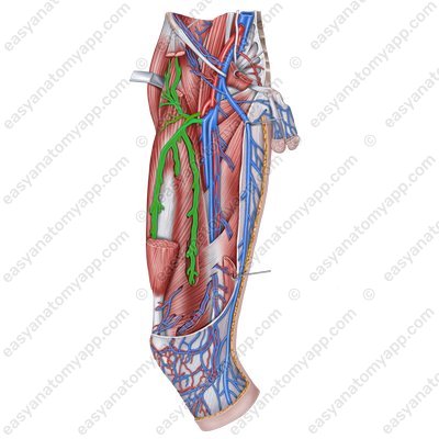 Латеральная вена, огибающая бедренную кость (v. circumflexa femoris lateralis) – с одноименными артериями